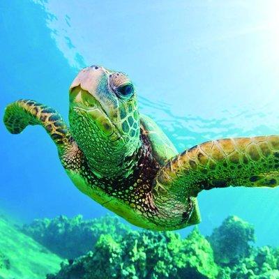 Guarantee Hawaiian Sea Turtle Snorkel Sail Waikiki