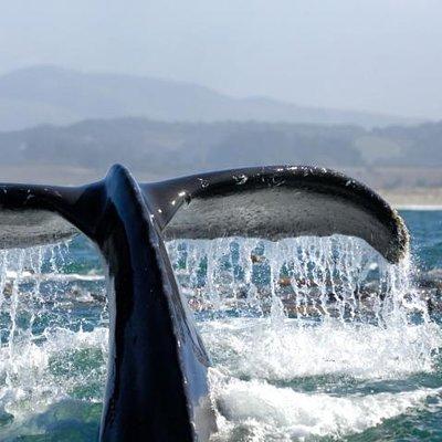 Whale Watching Cruise from Newport Beach