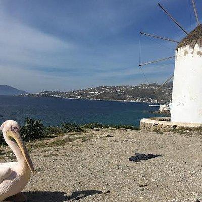 Private Tour: Mykonos Island in Half a Day