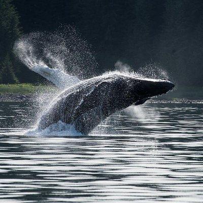 Hoonah Whale-Watching Cruise