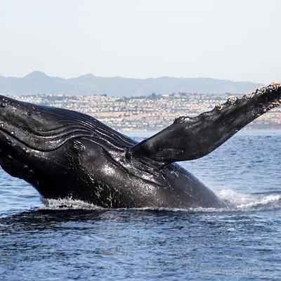 Ultimate Whale and Dolphin Watching in Newport Beach, 6 person maximum