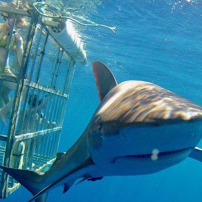 Oahu Shark Dive