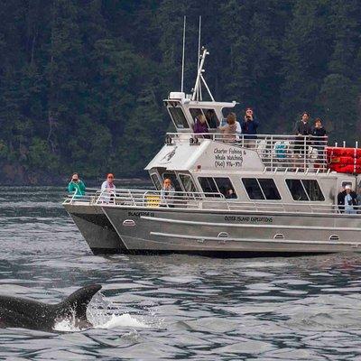 Whale Watching Tour from Anacortes