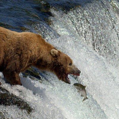 Katmai Brooks Falls Bear Experience