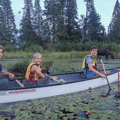 4 Day Algonquin Park Canoe Trip - Moose & Beaver Safari
