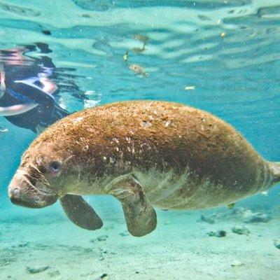 Manatee Swim and Wildlife Park with Upgrade Options from Orlando