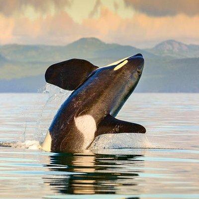 Vancouver to Victoria Seaplane Day Trip with Whale Watching Tour