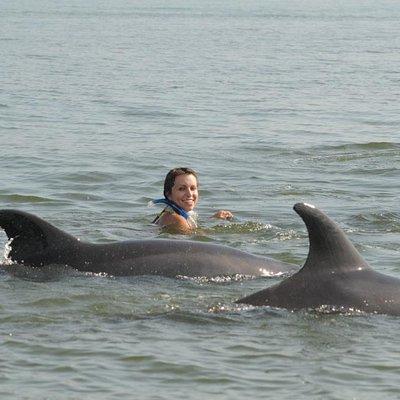 Watch and Swim with Dolphins in the Wild