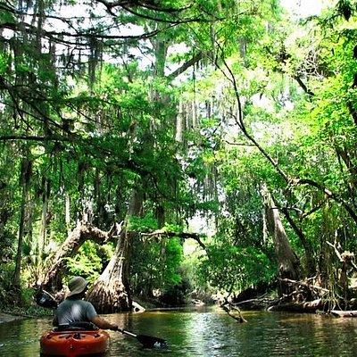 Wild & Scenic Loxahatchee River Guided Tour