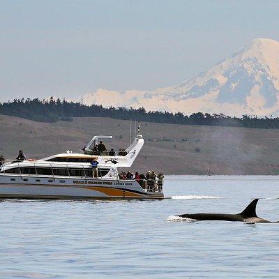 Victoria Whale and Wildlife Cruise