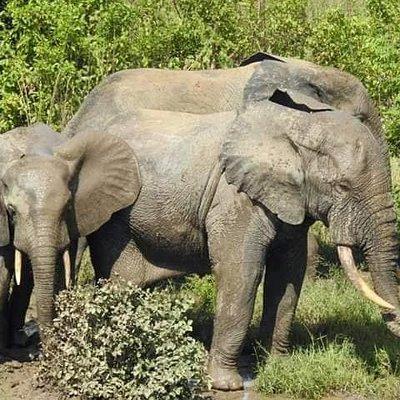 2 Days (1 night) Elephants Safari at Mole Park with Round - trip flights