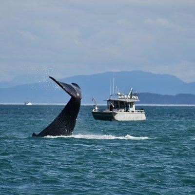 Whale Watching Charters through Icy Strat Alaska