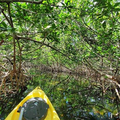 Florida Keys Mangrove Eco Tour of Manatee Bay