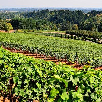 Amador County Wine Tasting Tours max 14 pax Private Wine Tours
