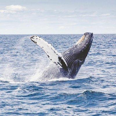 Icy Strait Shore Excursion: Whale Watching Adventure Tour