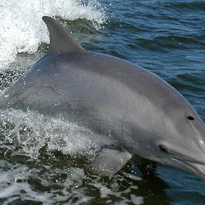 Orange Beach Dolphin Eco Boat Tour