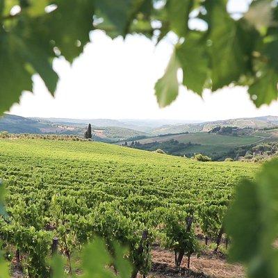 Chianti Wine Tour from Florence