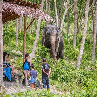 A Morning with the Elephants at Phuket Elephant Sanctuary