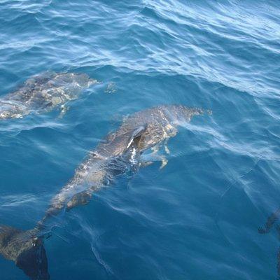 Dolphin Tours along and near the beautiful Indian River Lagoon 