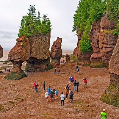 Best of Hopewell Rocks & Fundy National Park from Moncton