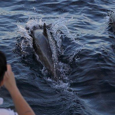 Dolphin & Whale Watching Sunset Cruise