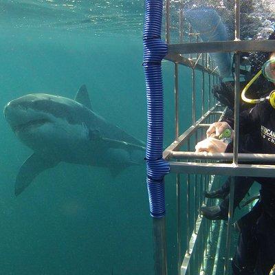 CapeTown: African Shark Eco-Charters Shark Cage Diving Experience