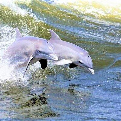 Hilton Head Island Dolphin Watching Nature Cruise