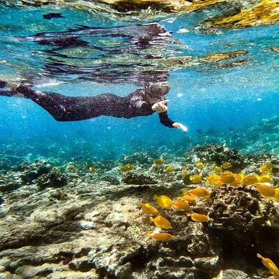 Kona's Deluxe Snorkel - Beat the Crowds to Captain Cook and Place of Refuge 