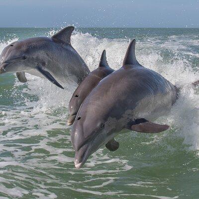 Private Historical Wildlife and Dolphin Cruise South Padre Island
