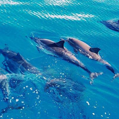 Swim with Dolphins in the West Coast line of Oahu