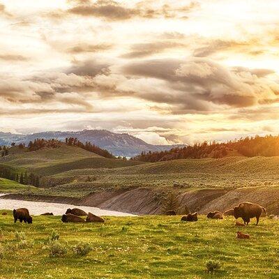 Yellowstone National Park Tour from Jackson Hole