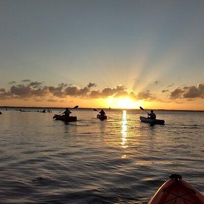 Sunset kayaking tour at Manatee Cove with Manatee & Dolphin sightings