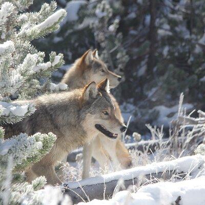 Yellowstone Private Winter Wolf & Wildlife Tour from Gardiner, MT