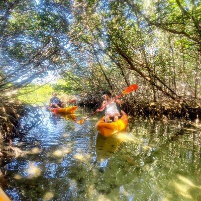 Private Guided NautiKayak Adventure via Mangrove to Shell key