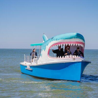 1-hour Dolphin Sightseeing Adventure Cruise from Madeira Beach