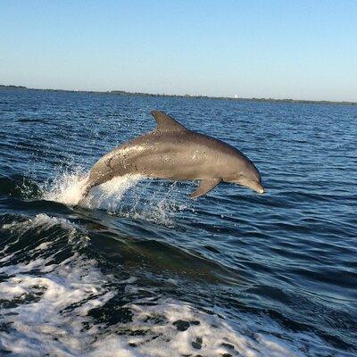 Dolphin Watching Nature Cruise and Eco Tour from Hubbard's Marina in John's Pass