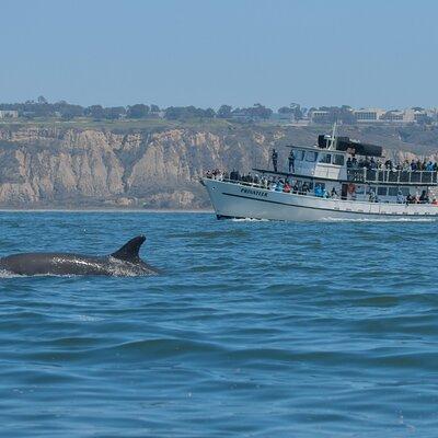 San Diego Whale Watching Tour 