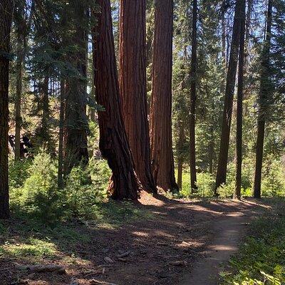 Half Day Tour to Kings Canyon National Park