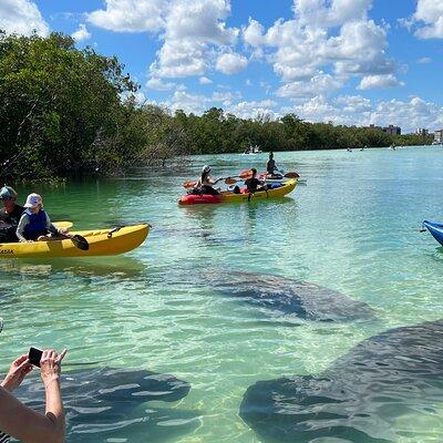 Guided Island Eco Tour - CLEAR or Standard Kayak or Board 