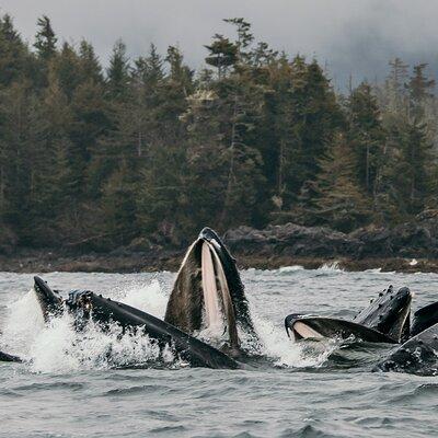 2-Hour Private Wildlife Tour in Sitka
