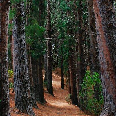 Explore the Redwoods