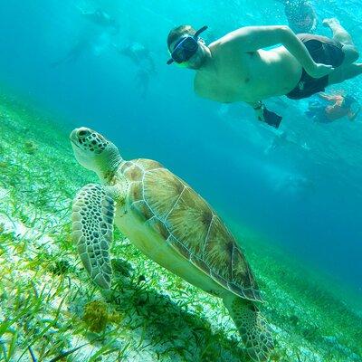 Cozumel Snorkeling Tour: Starfish, Stingrays and the Turtle Bay Experience