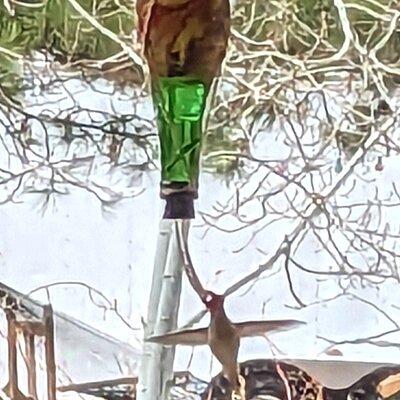 Hydro Dipped Hummingbird Feeder