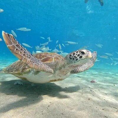 Curacao Sea Turtle Swim and West Side Natural Highlights