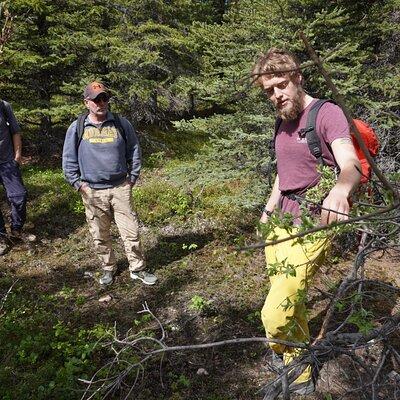 4 Hour Off-Trail Hiking Tour in Denali