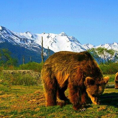 Year Round Glacier View & Wildlife Anchorage Adventure Tour