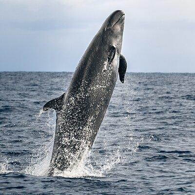 Guaranteed Dolphin and Whale Watch Tour in Kona
