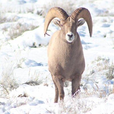 Half Day Private Winter Wildlife Tours in Jackson Hole