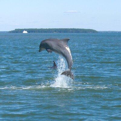 90-Minute Private Dolphin Tour in Hilton Head Island 