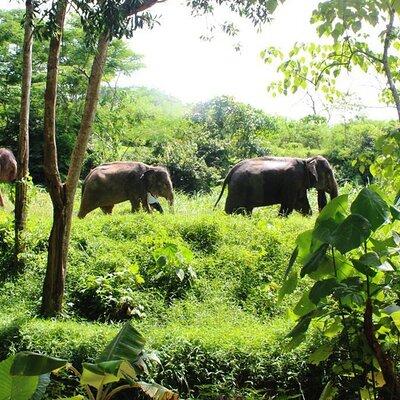 Elephant Sanctuary Small Group Tour in Phuket